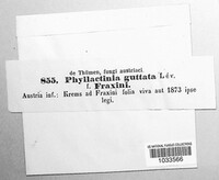 Phyllactinia guttata image